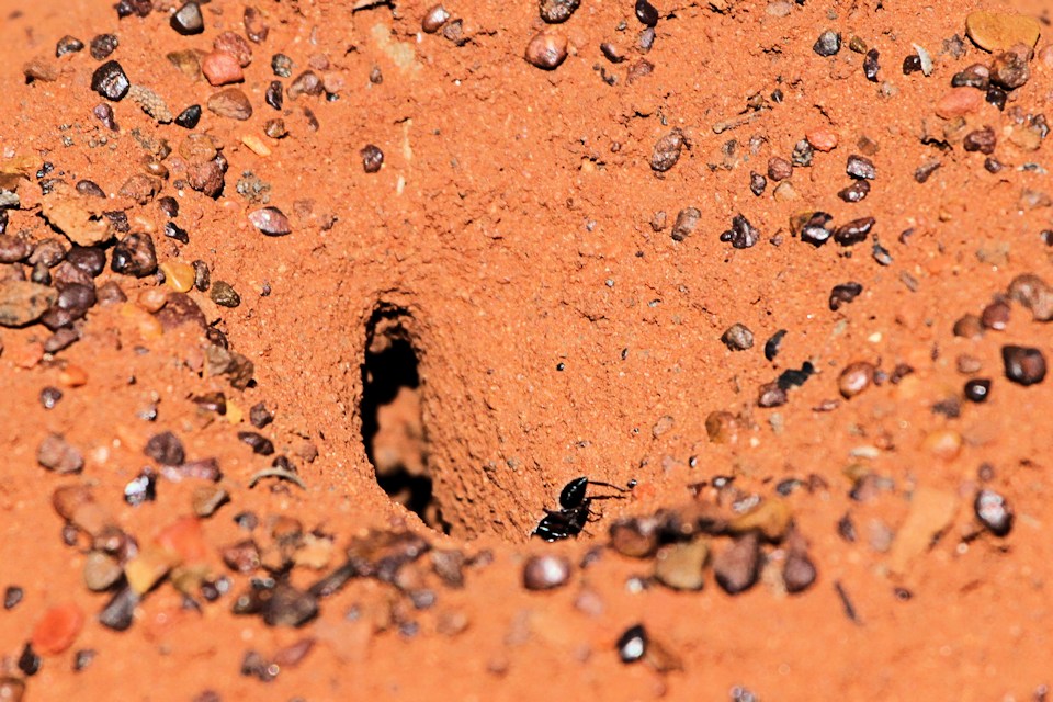 Greenhead Ant (Rhytidoponera metallica) (Rhytidoponera metallica)